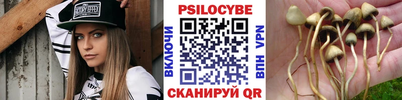 Псилоцибиновые грибы Cubensis  Болохово 